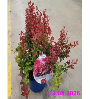 Berberis thunb. 'Lutin Rouge'® C 2 L